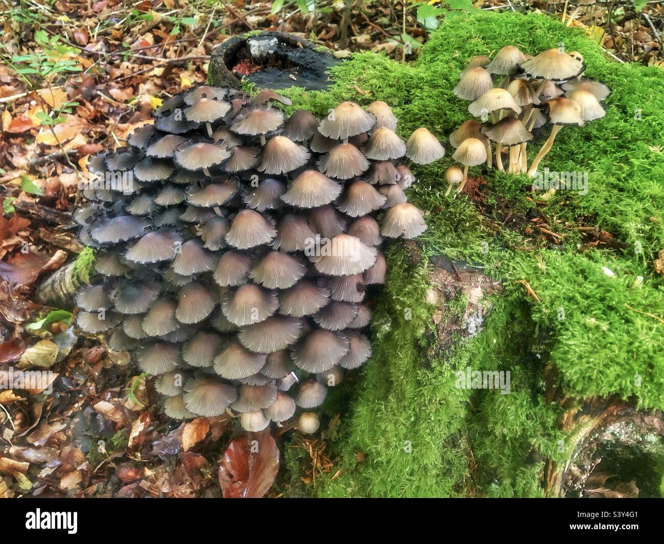 Common ink cap mushrooms (Coprinopsis atramentaria) growing in October on a moss covered tree stump in a Hampshire park, United Kingdom - Smartphone Captured Stock Image