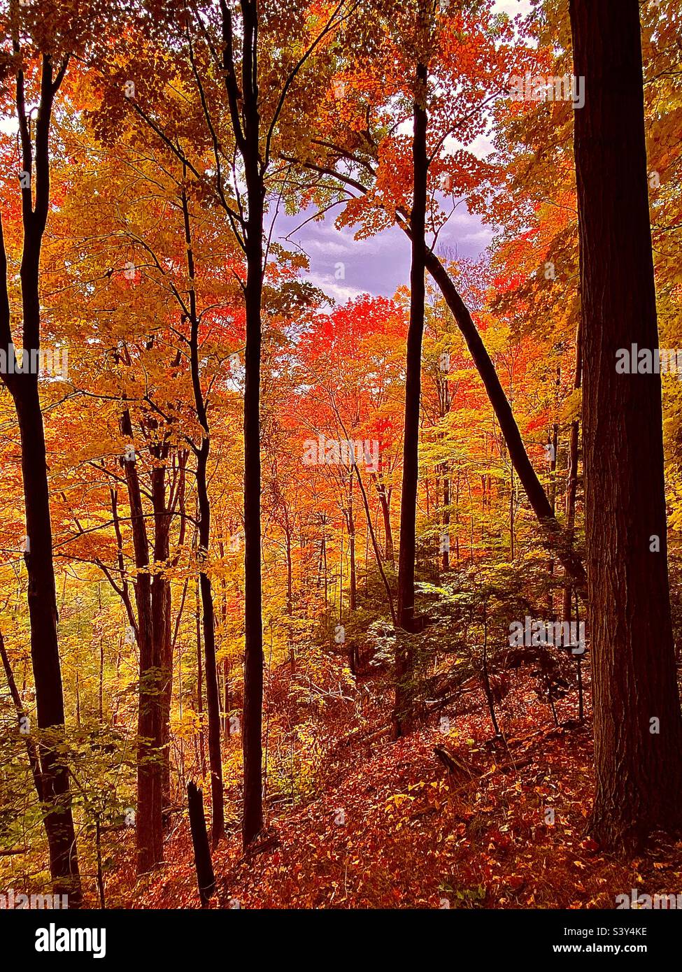 Colourful fall trees in Canada Stock Photo