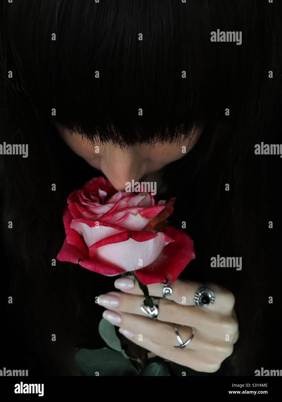 Red rose - Smartphone Captured Stock Image