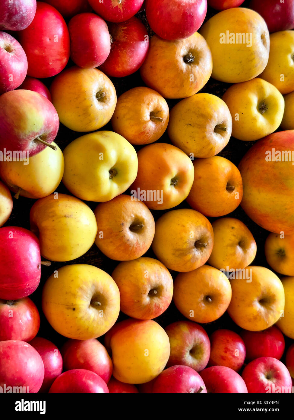 Apples - Smartphone Captured Stock Image