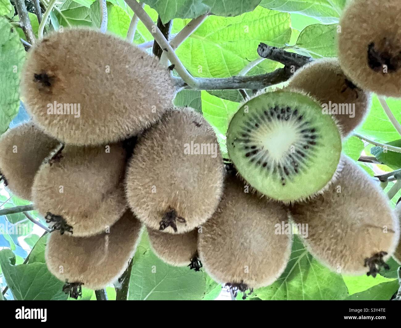 kiwi-in-october-2022-stock-photo-alamy