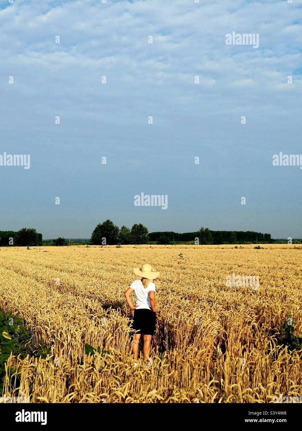 A hot working day begins with a view of the crops.  A lady in a yellow ripe wheat field.  Lady is a breeder and creator of new varieties of wheat. Stock Photo