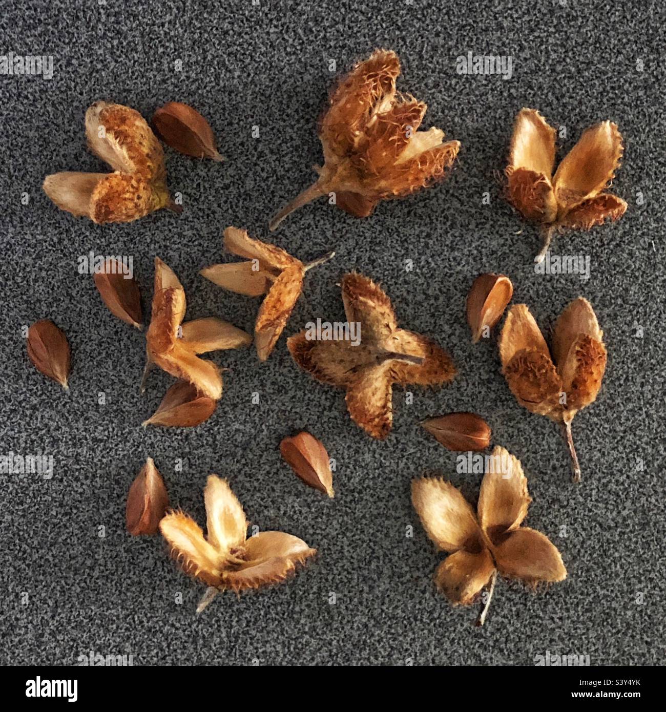 Fagus Sylvatica Common Beech tree beechnuts and cupules Stock Photo