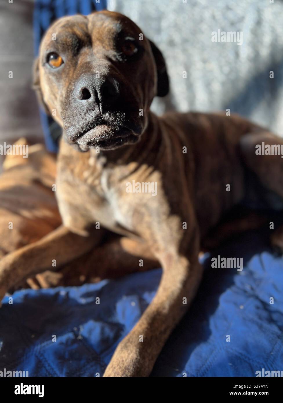 Gentle and relaxed mixed breed brindle dog lying on a couch. - Smartphone Captured Stock Image