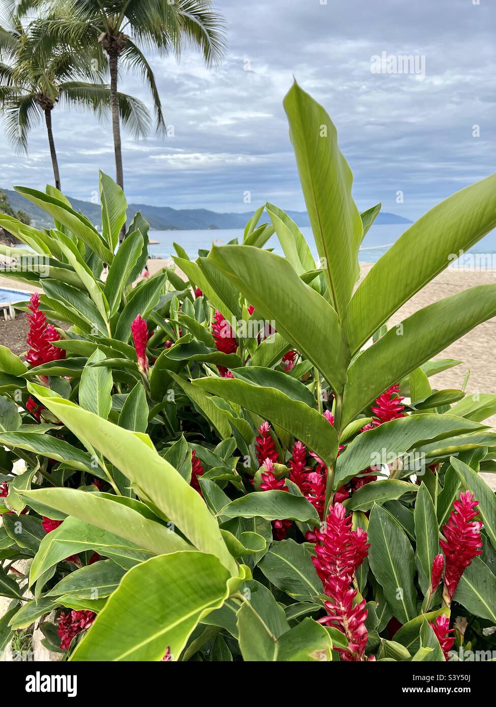 Ornamental red ginger plant on a beach resort in Puerto Vallarta Mexico with beach and palm trees in the background Stock Photo