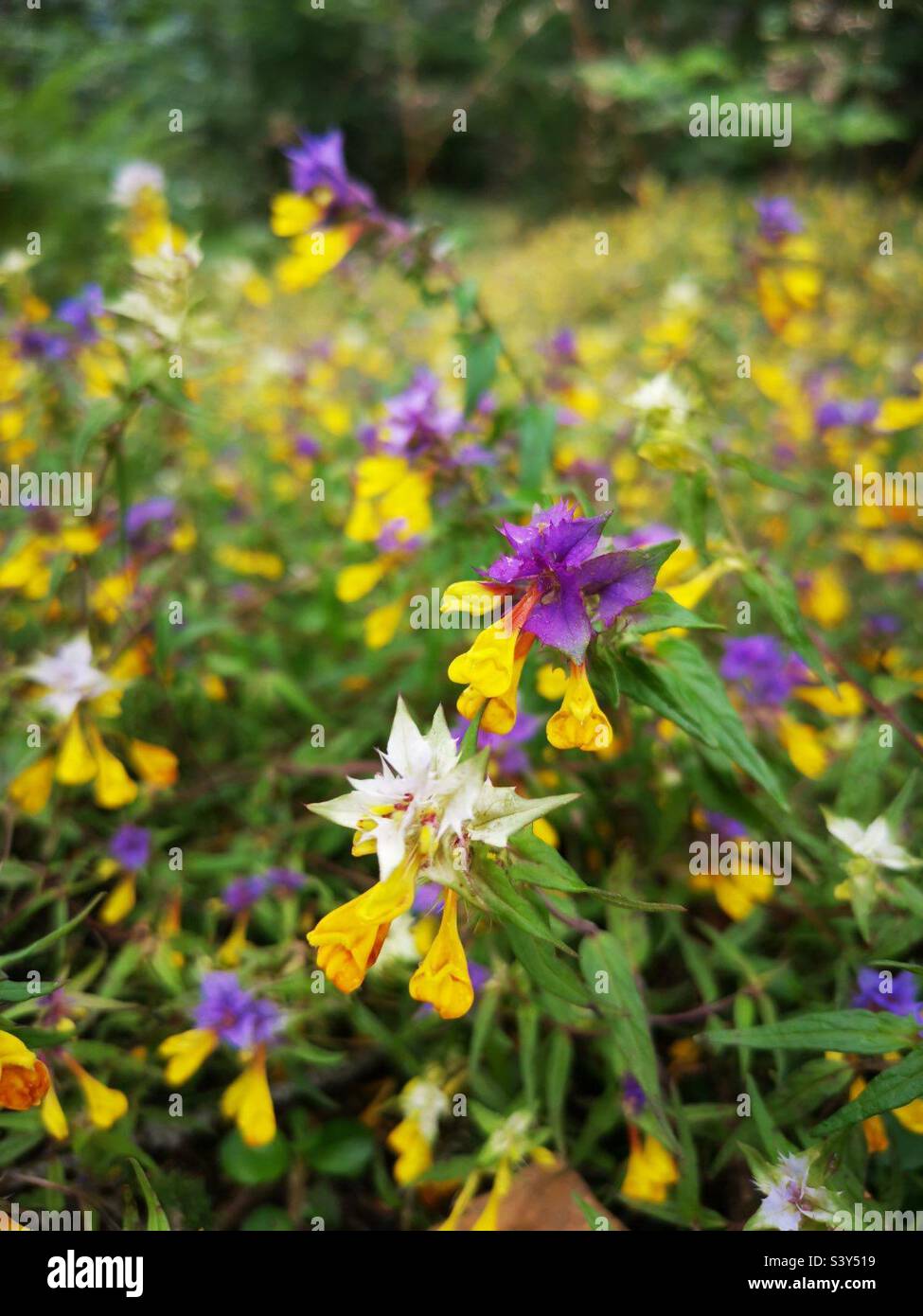 Heralds of spring.  Excited nature. Stock Photo