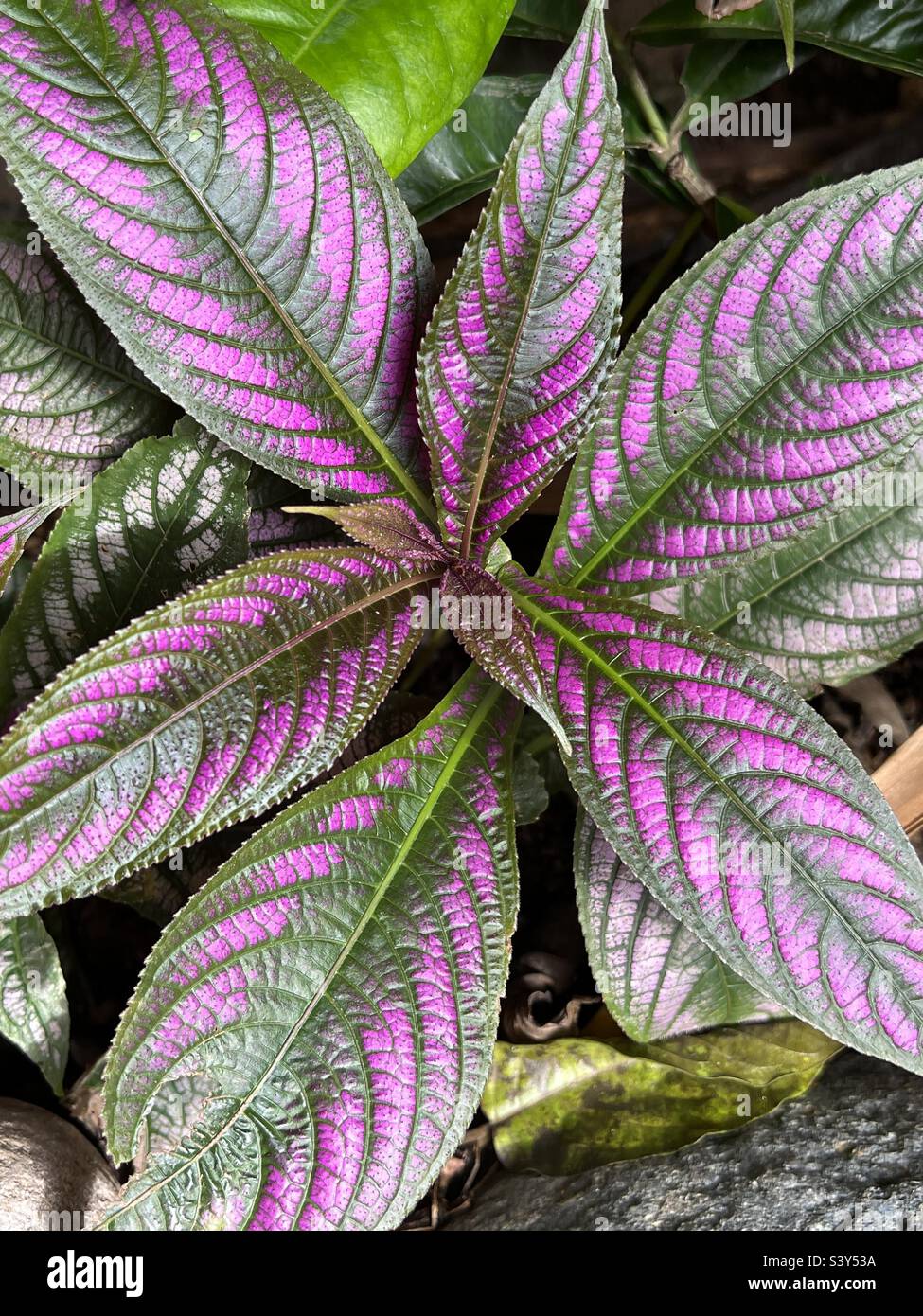 Tropical royal shield plant - Smartphone Captured Stock Image