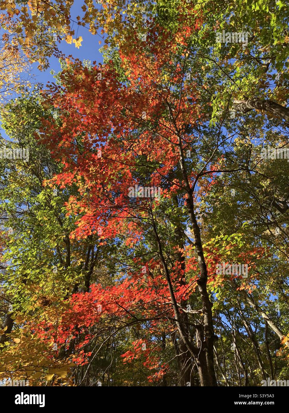 Red Tree in New England’s Autumn Days surrounded by green trees - Smartphone Captured Stock Image