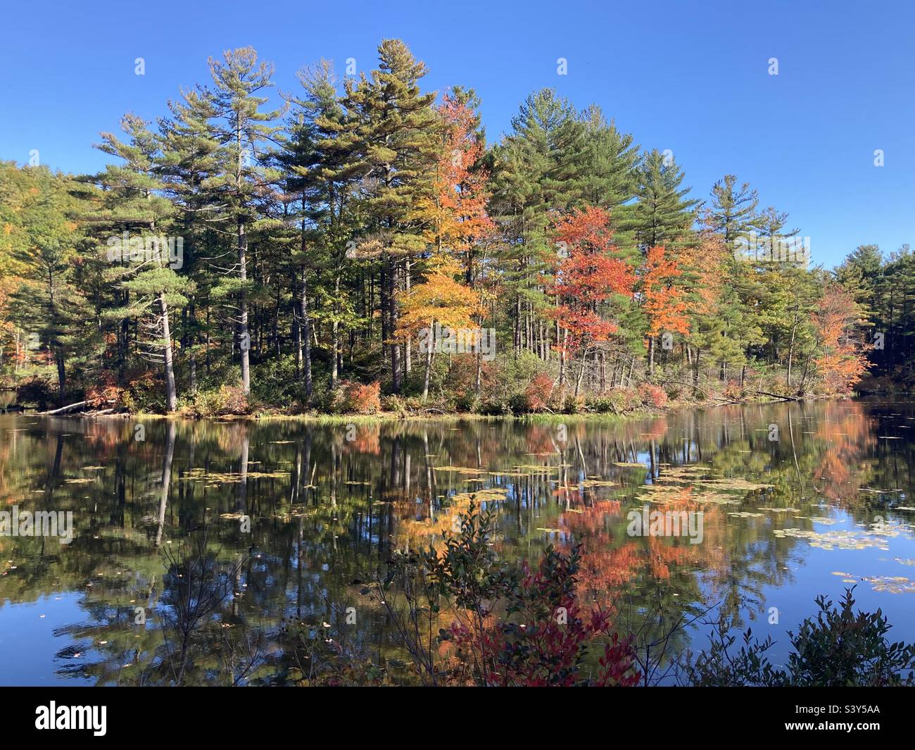 New England Autumn Reflection. Colorful foliage mirrored in the water. - Smartphone Captured Stock Image