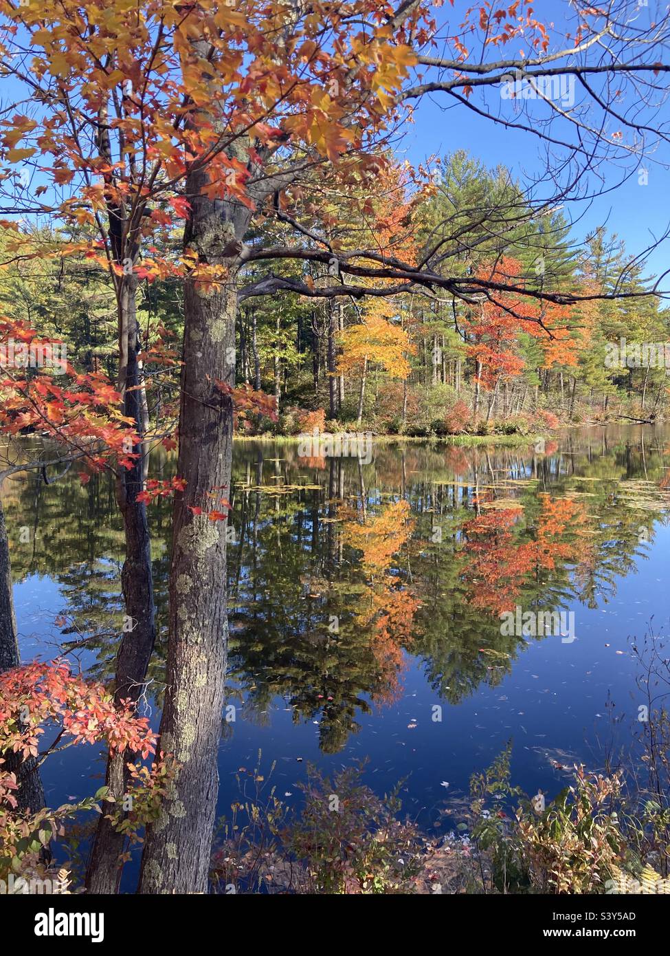 Autumn Tree Framing Fall Foliage by the water with a mirrored reflection - Smartphone Captured Stock Image