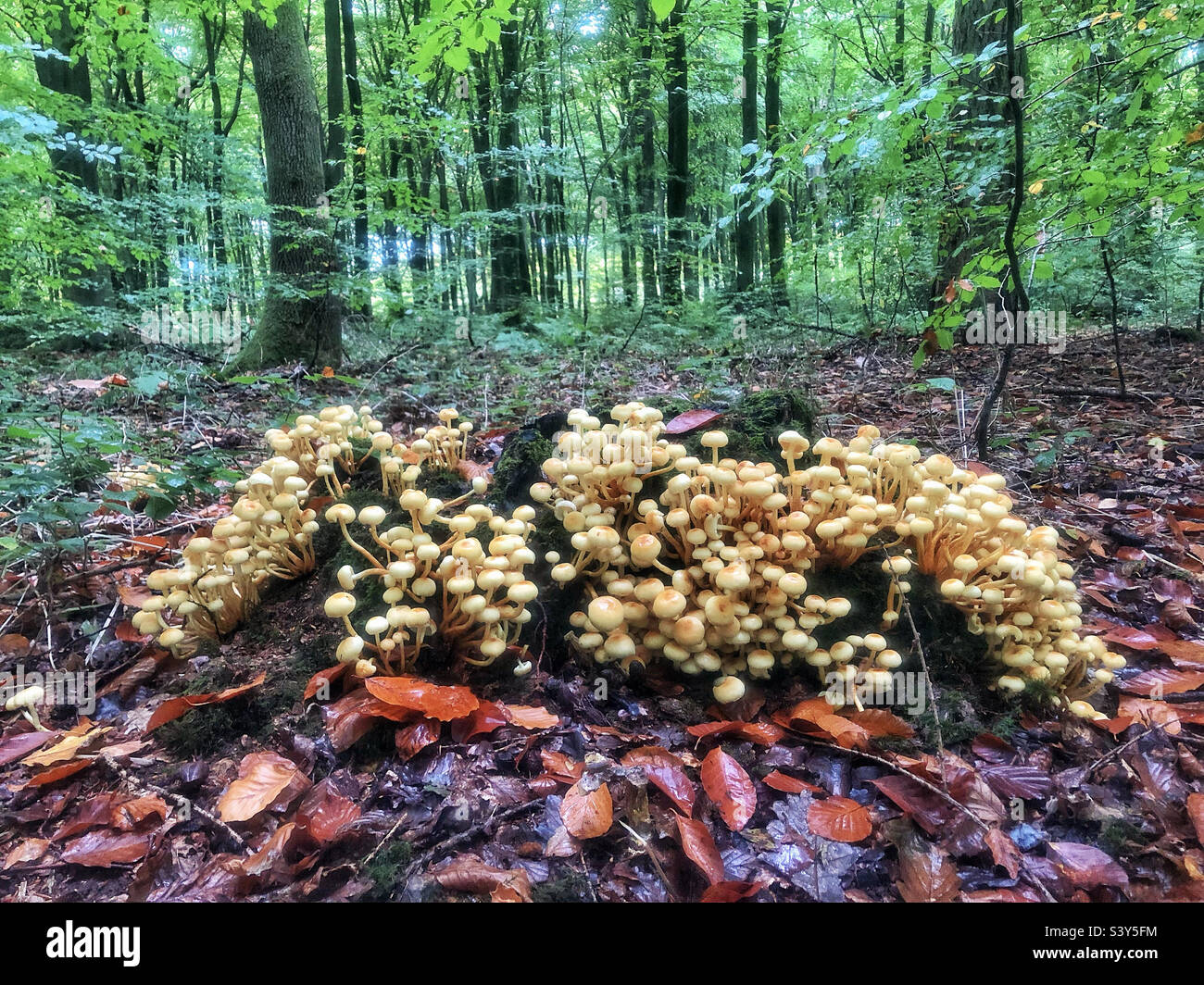 Sulphur tuft Mushroom growing in October on tree stump in a beechwood’s near Winchester Hampshire United Kingdom - Smartphone Captured Stock Image
