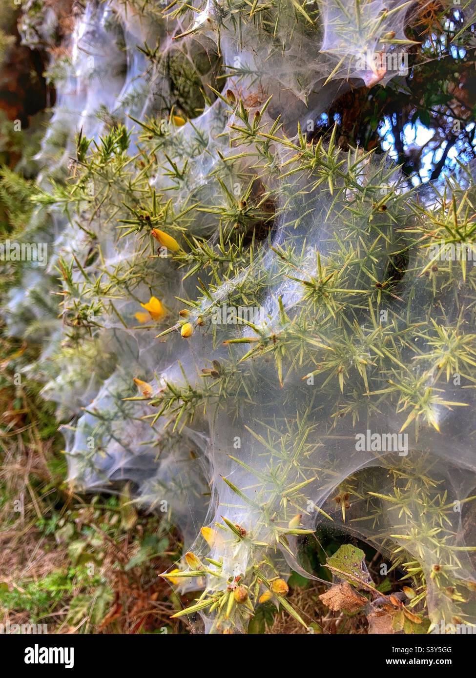 Cobwebs on a thorn bush - Smartphone Captured Stock Image