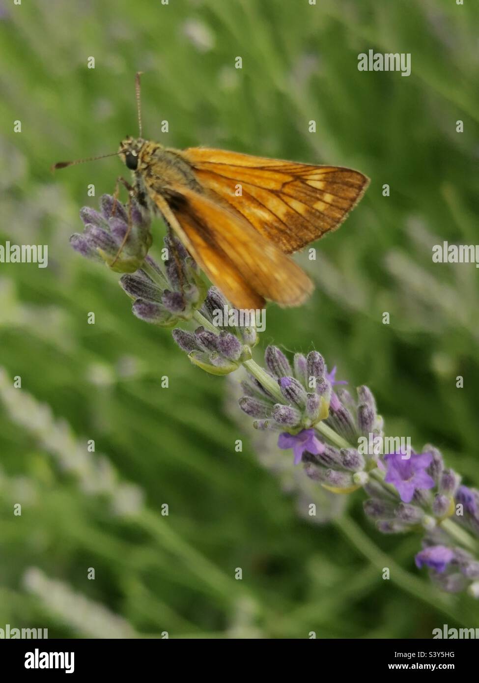 Lavender is the most delicious in spring an exclusive statement of