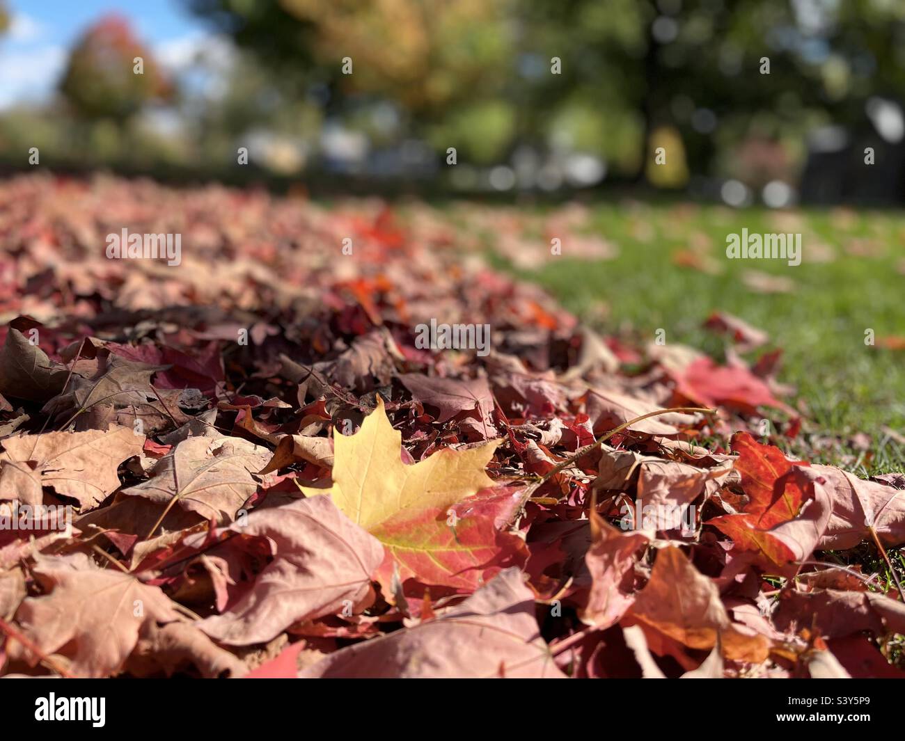 Autumn leaves on a grass field Stock Photo