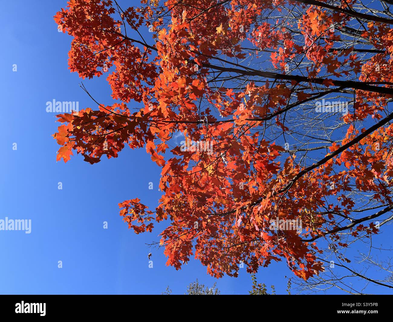A maple tree in Autumn - Smartphone Captured Stock Image