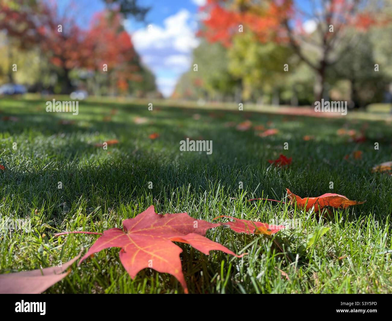 Maple leaves on the grass field Stock Photo