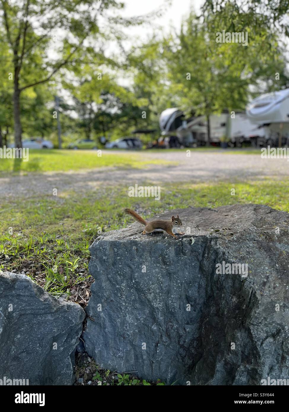 Squirrel on rock at camping site Stock Photo