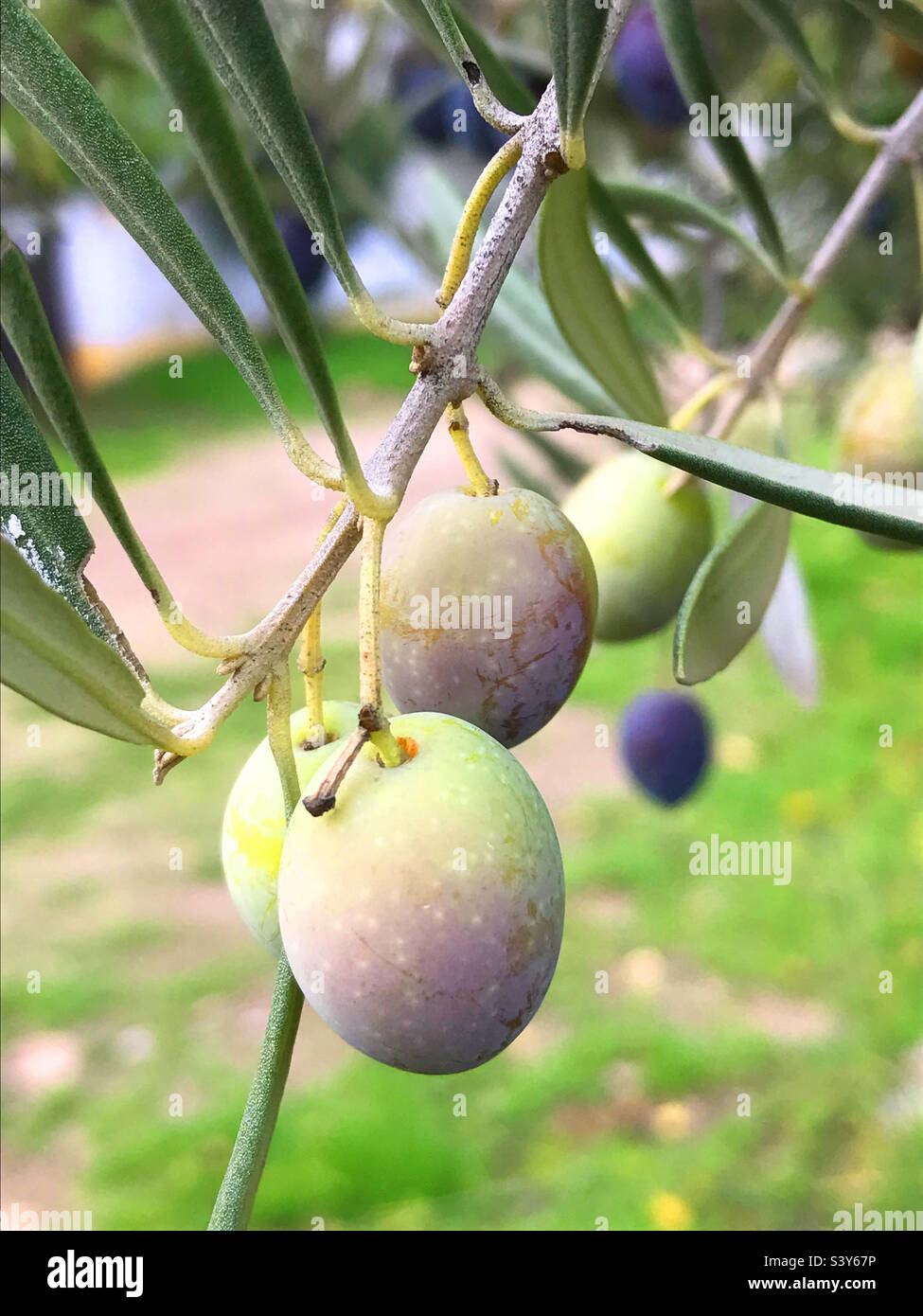 Olives. - Smartphone Captured Stock Image