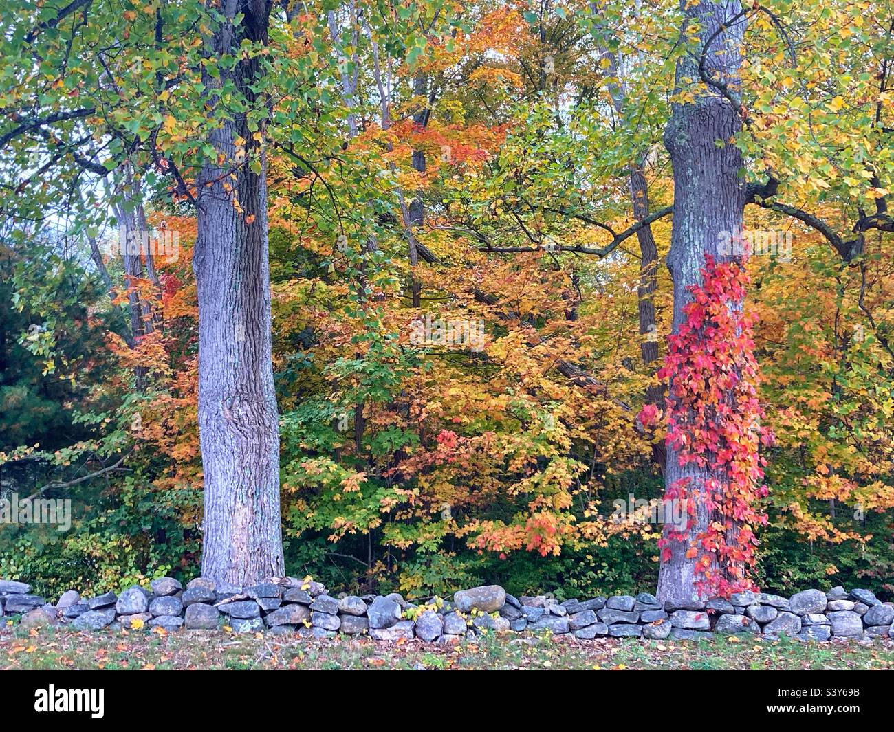 New England rock wall in Connecticut with fall foliage trees as autumn unfolds - Smartphone Captured Stock Image