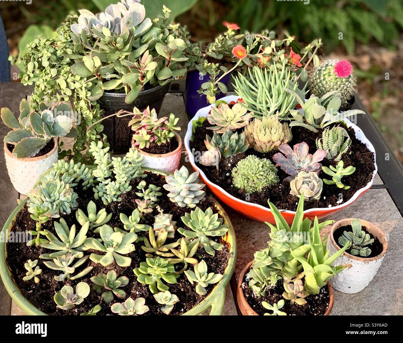 Are as far of colorful succulents in planters Stock Photo