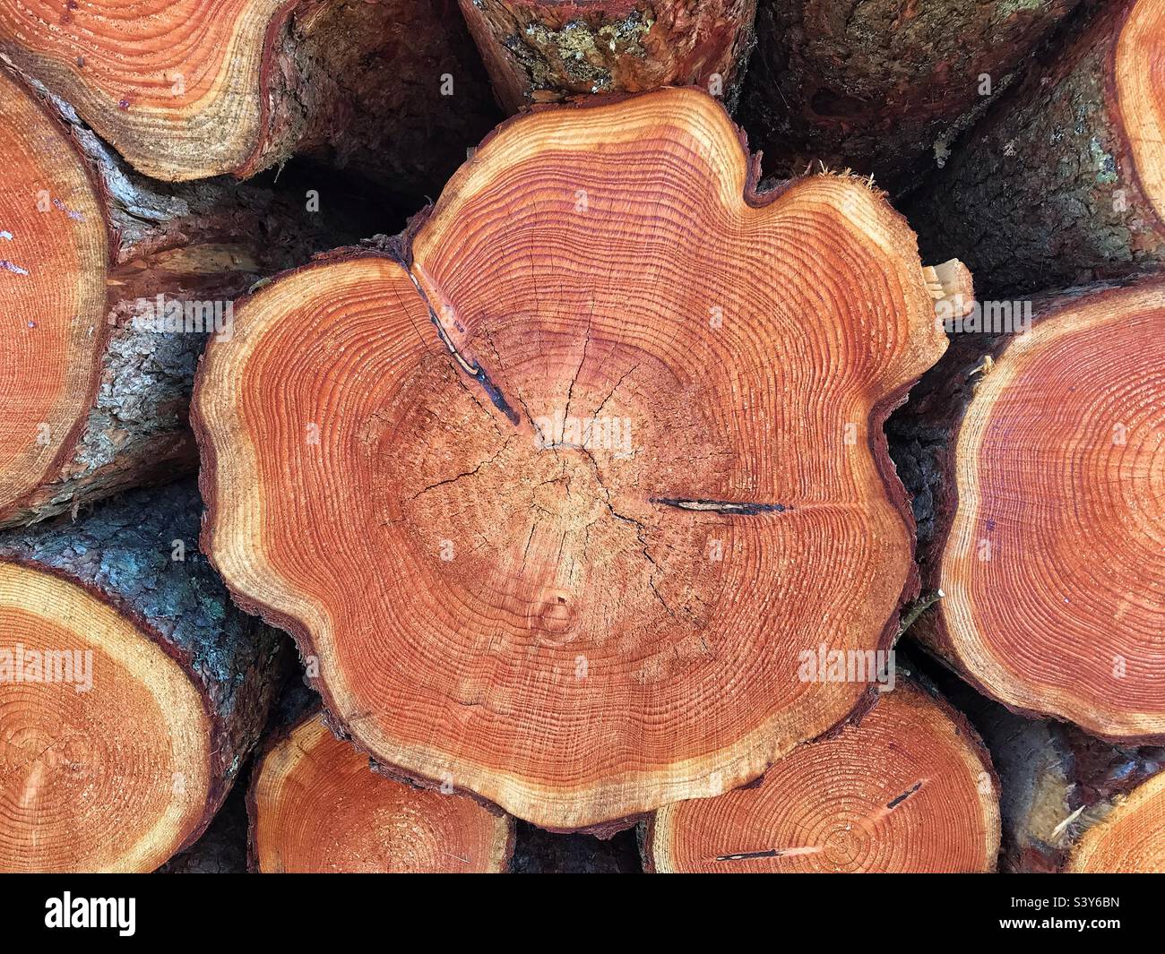 Tree rings in recently felled tree - Smartphone Captured Stock Image