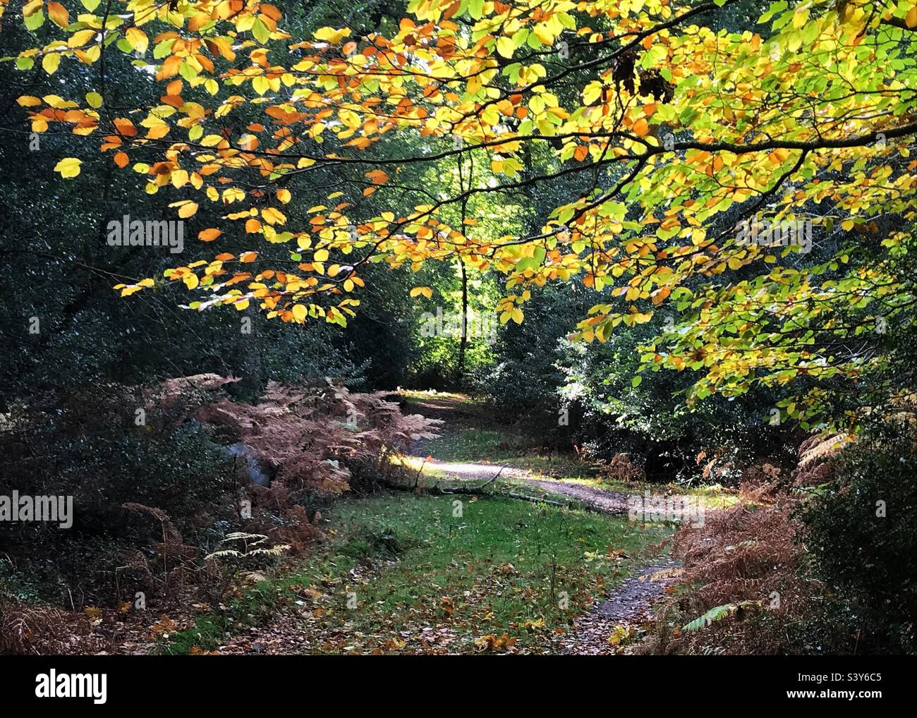 Autumnal Forest Scene - Smartphone Captured Stock Image