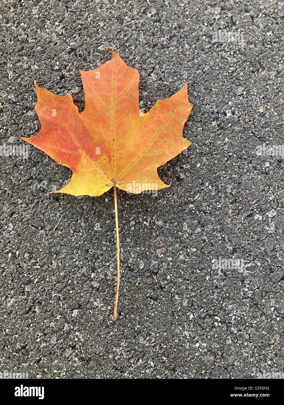 Multi colored maple leaf in New England on the road - Smartphone Captured Stock Image