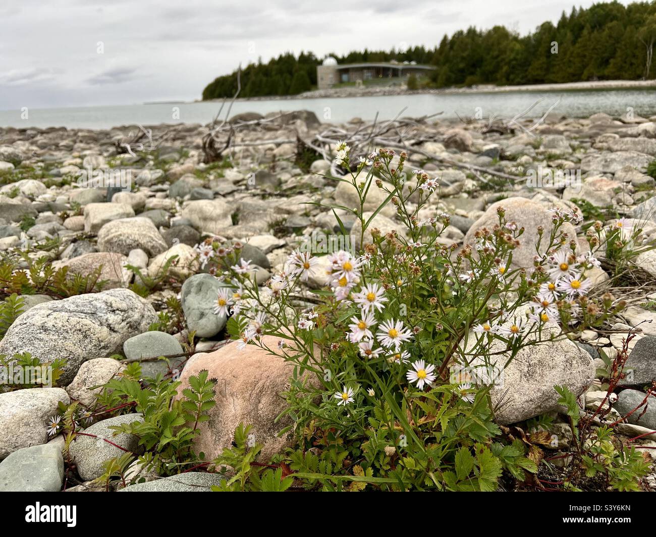 White daisies growing in river rock on the shore of Lake Michigan Stock Photo