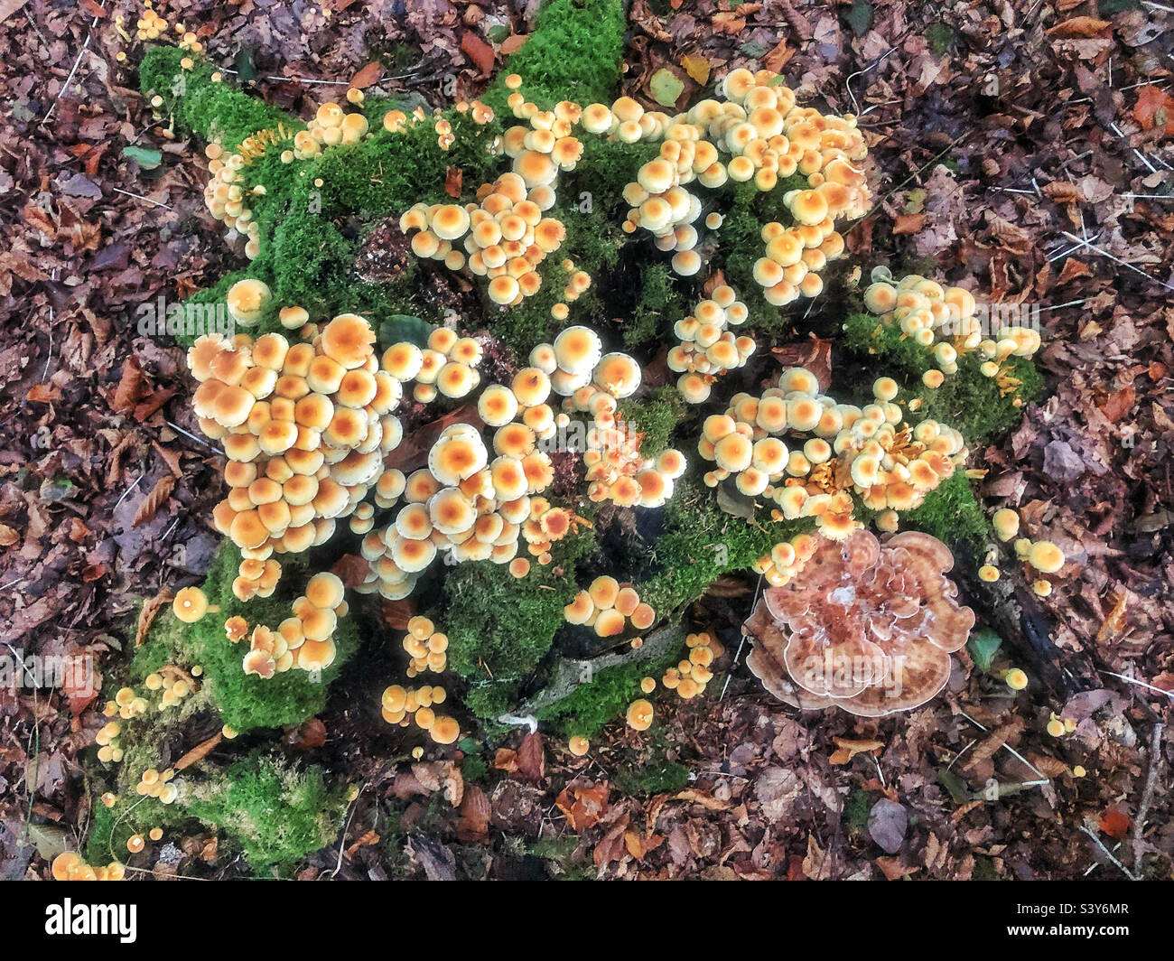 Sulphur tuft mushrooms and Giant Polypore fungus growing on a tree stump in a beechwoods near Winchester Hampshire United Kingdom - Smartphone Captured Stock Image
