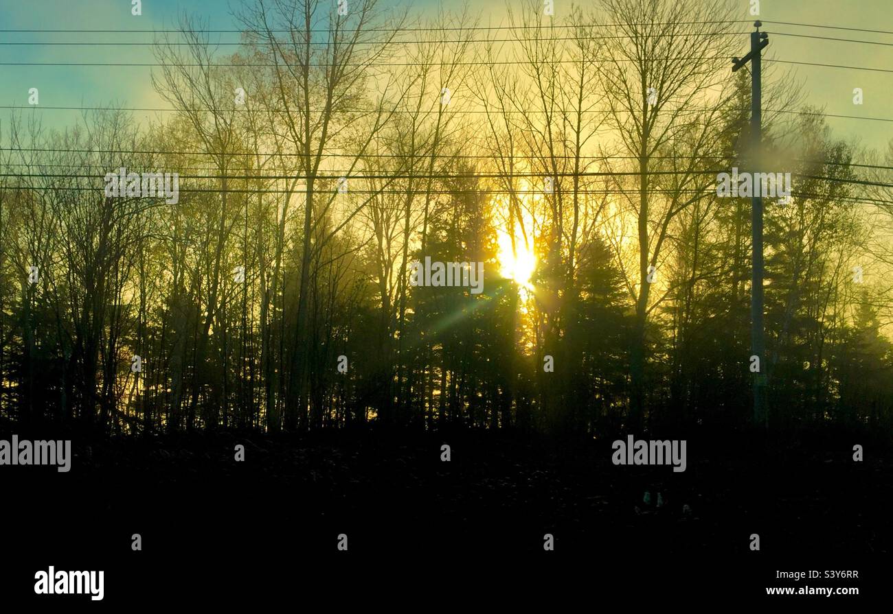 Sunrise in an urban jungle, Nova Scotia, Canada. The sun peeks through tall trees on a foggy morning. Vibrancy. Golden apples of the sun. - Smartphone Captured Stock Image