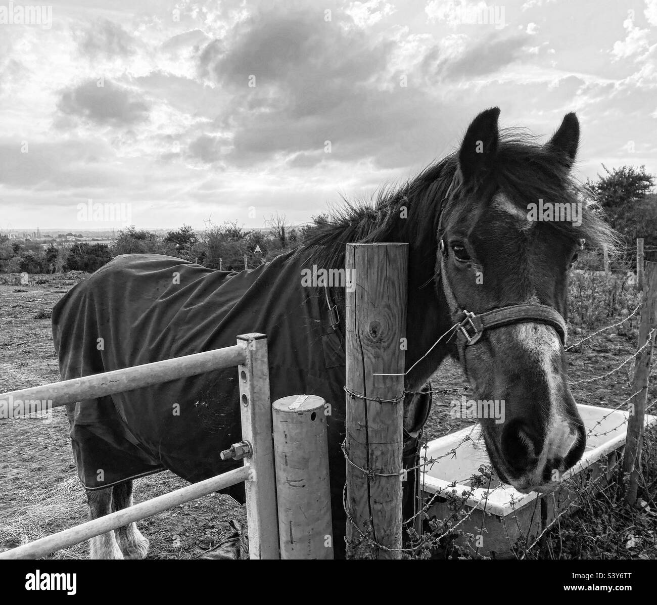 Lonely horse in a field Stock Photo Alamy