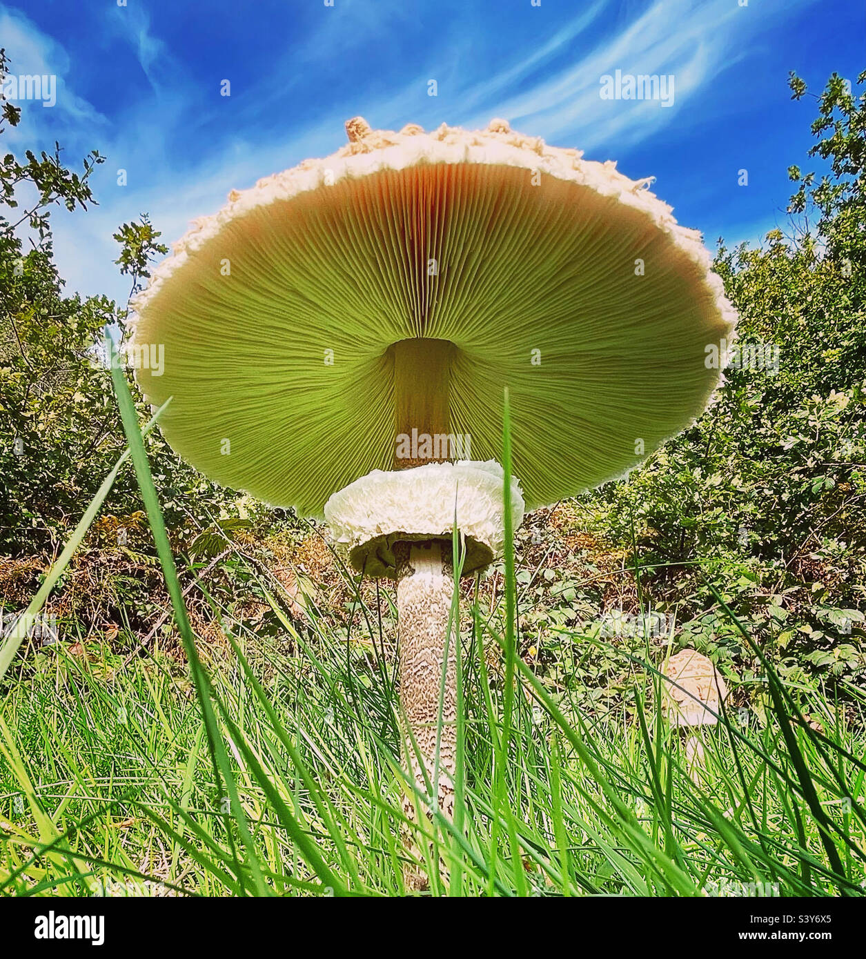 Giant mushroom Stock Photo