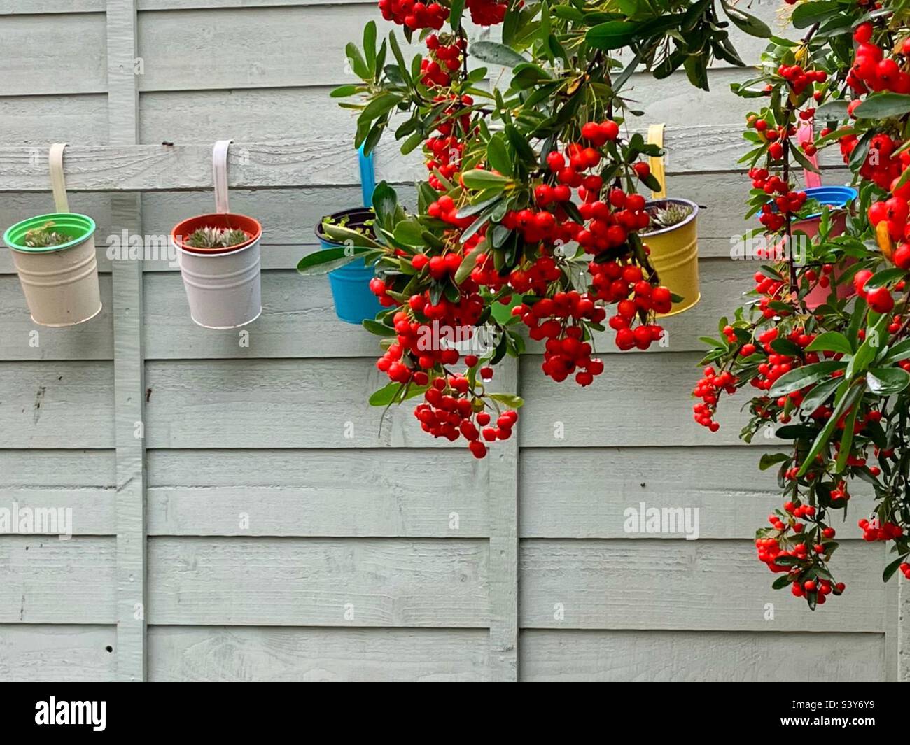 Brightly coloured plantpots and red pyracantha berries on a painted fence in an English garden in autumn Stock Photo