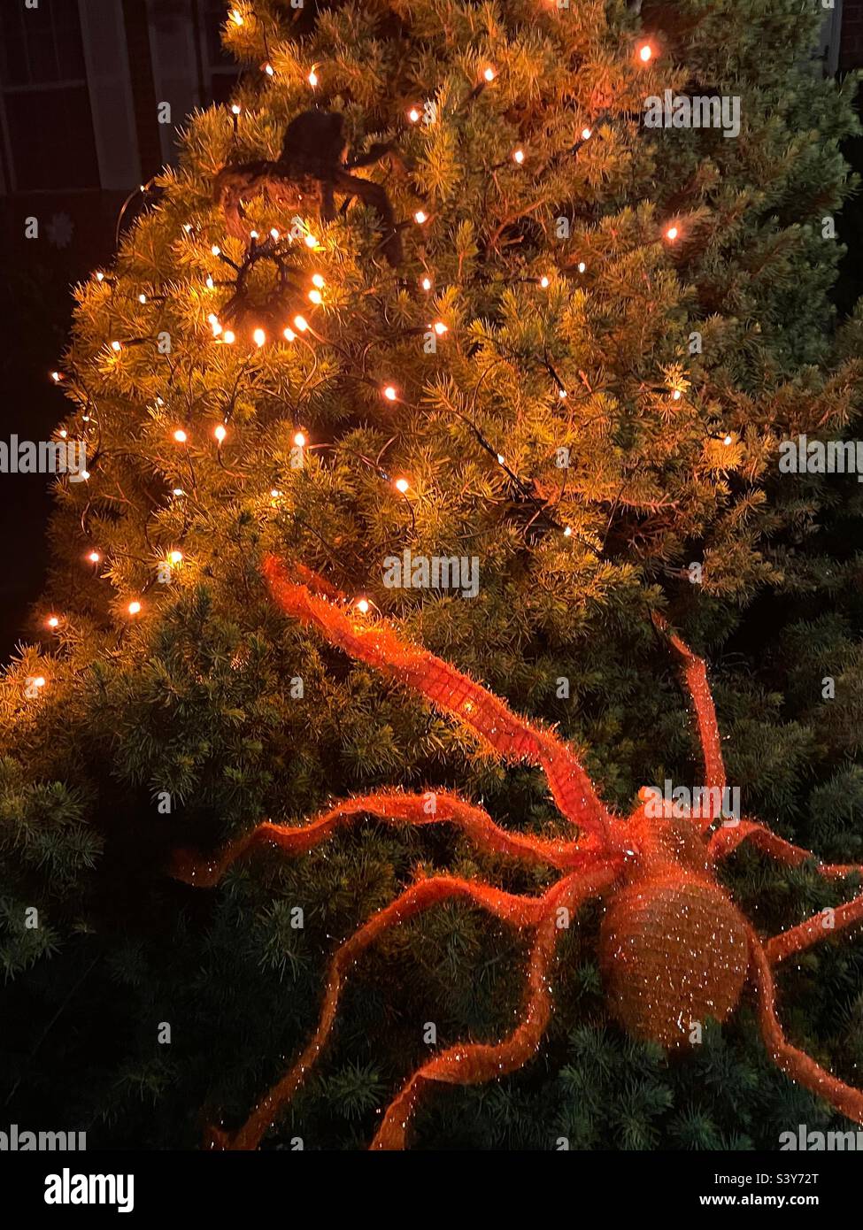 A creepy lighted Halloween decoration at a home in Utah, USA. A large orange spider crawls upward on a pine tree towards a lighted glowing cobweb “spun” by a smaller black spider. - Smartphone Captured Stock Image