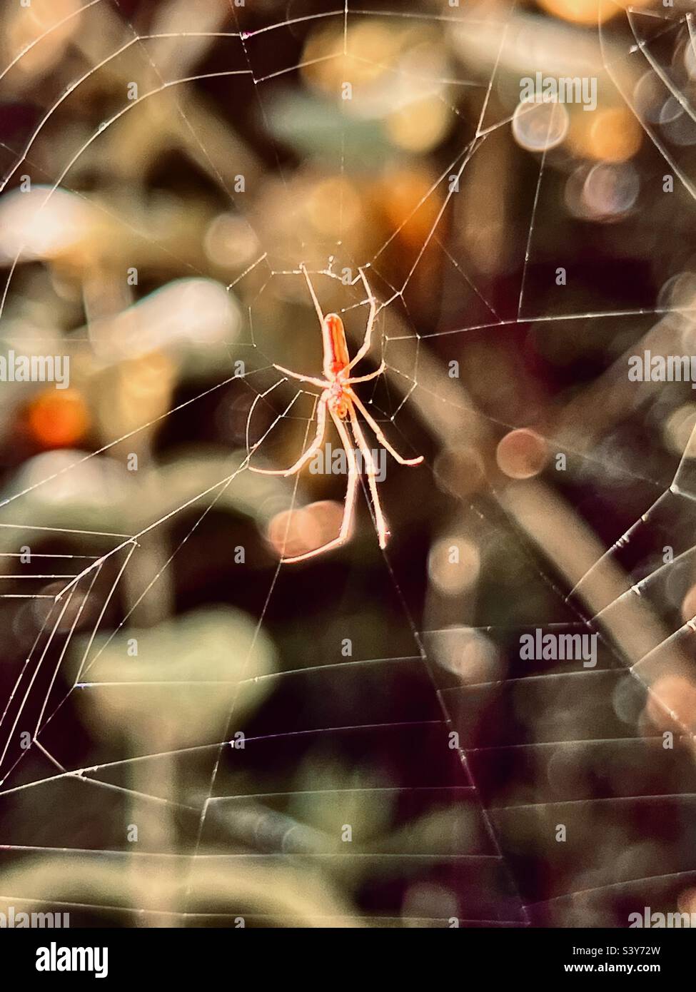 Spider on web in soft autumn sunlight Stock Photo