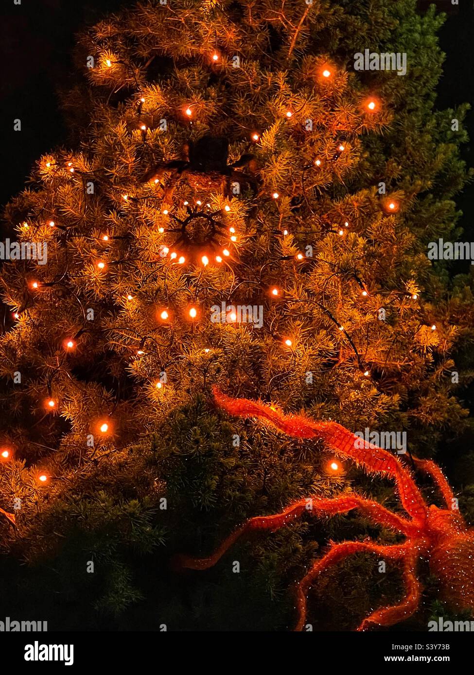 A creepy lighted Halloween decoration at a home in Utah, USA. A large orange spider crawls upward on a pine tree towards a lighted glowing cobweb “spun” by a smaller black spider. Stock Photo