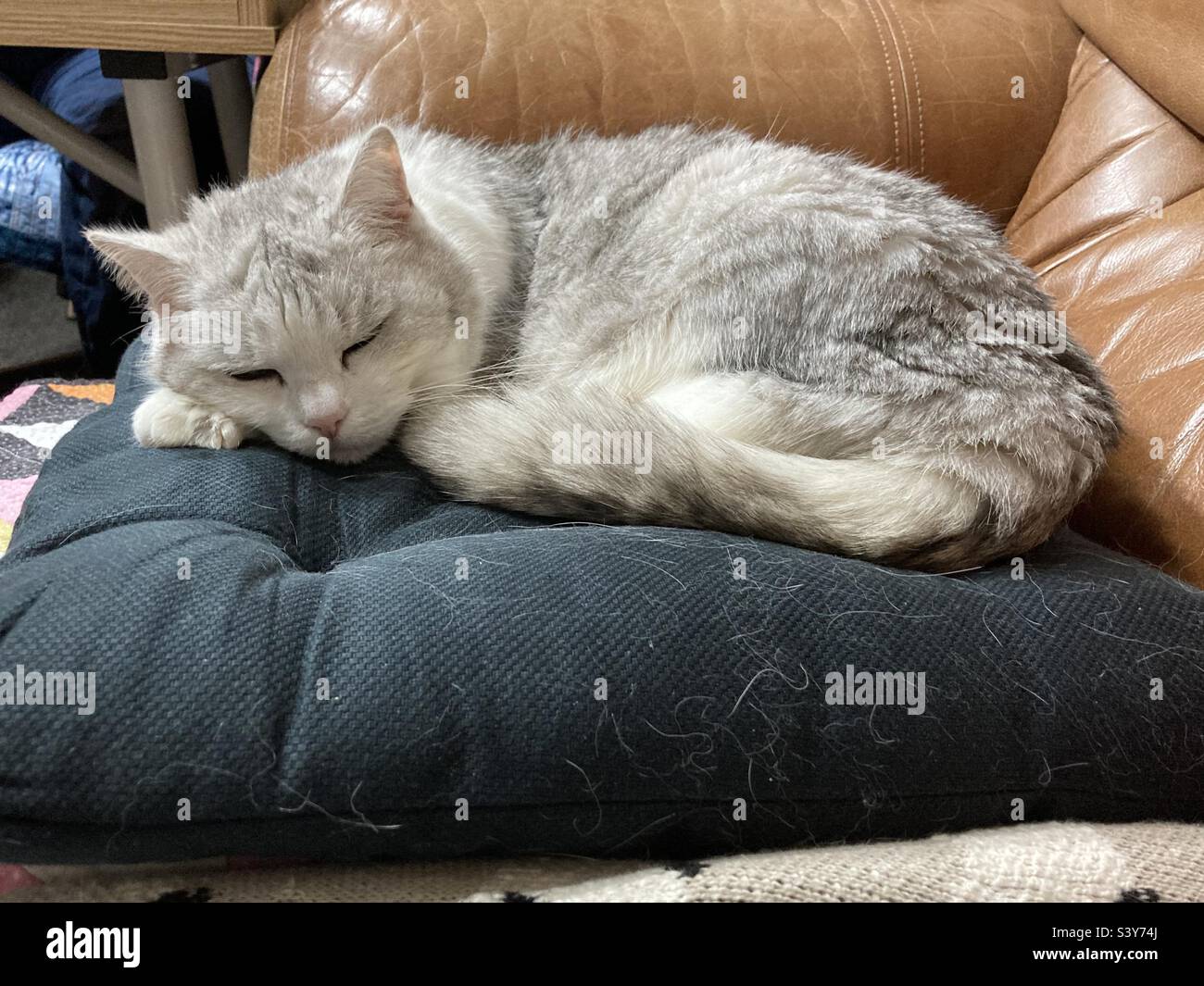Cat grey cat hi-res stock photography and images - Alamy