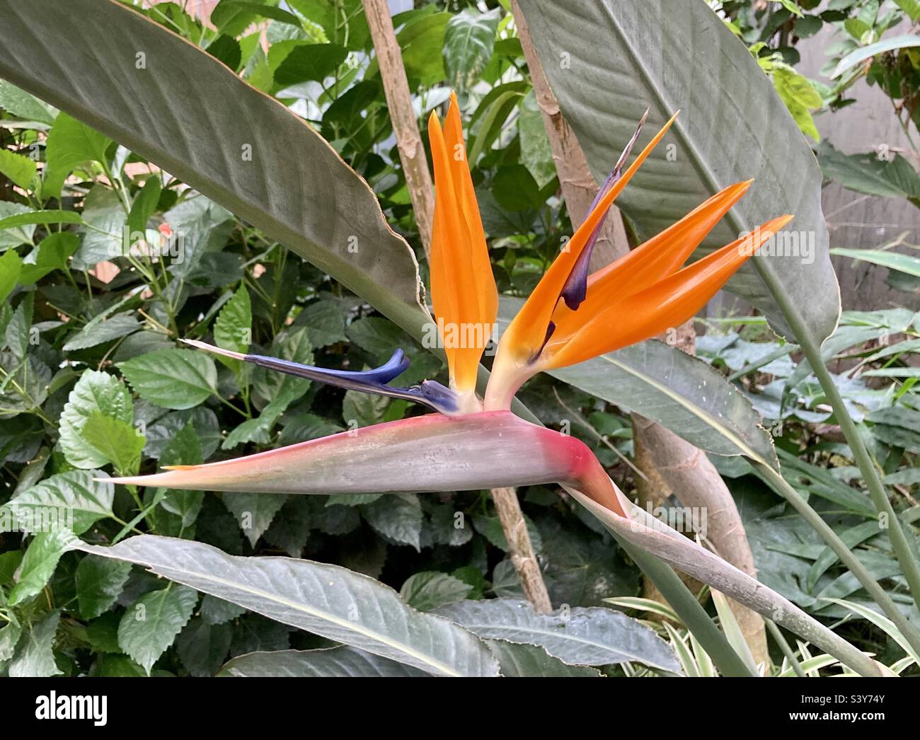 Bird of paradise plant Stock Photo Alamy
