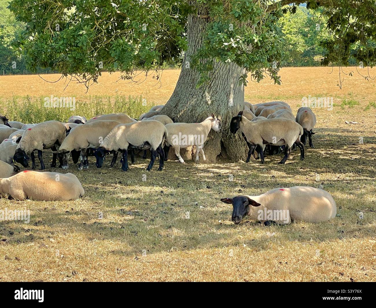 Sheep shelter under a tree in a parched English field to escape the hot summer sun Stock Photo