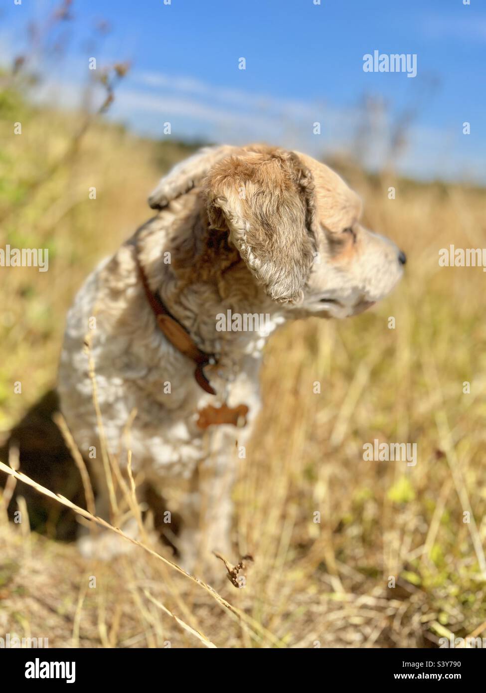 Cavapoo dog hi-res stock photography and images - Alamy