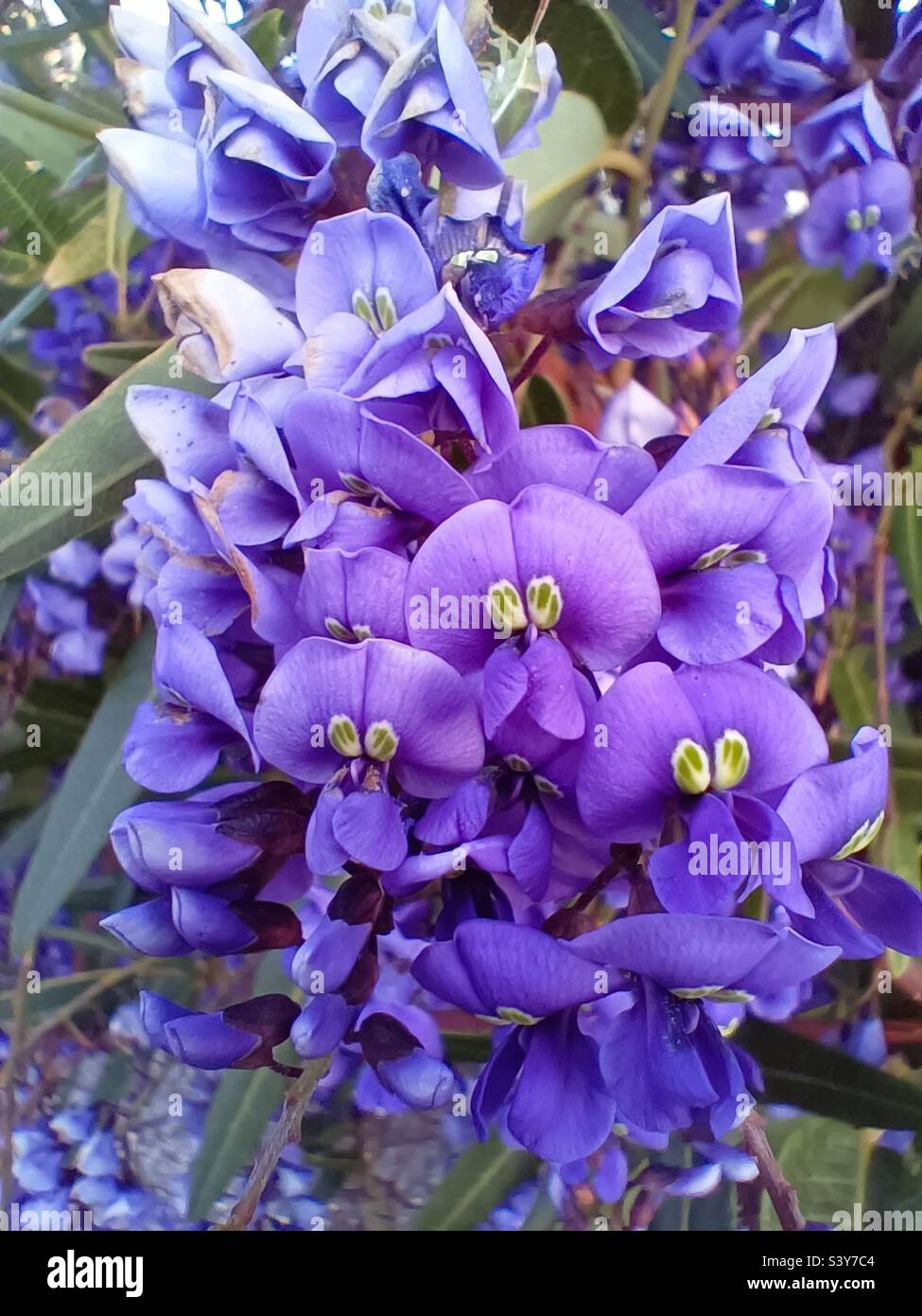 Hardenbergia - Smartphone Captured Stock Image