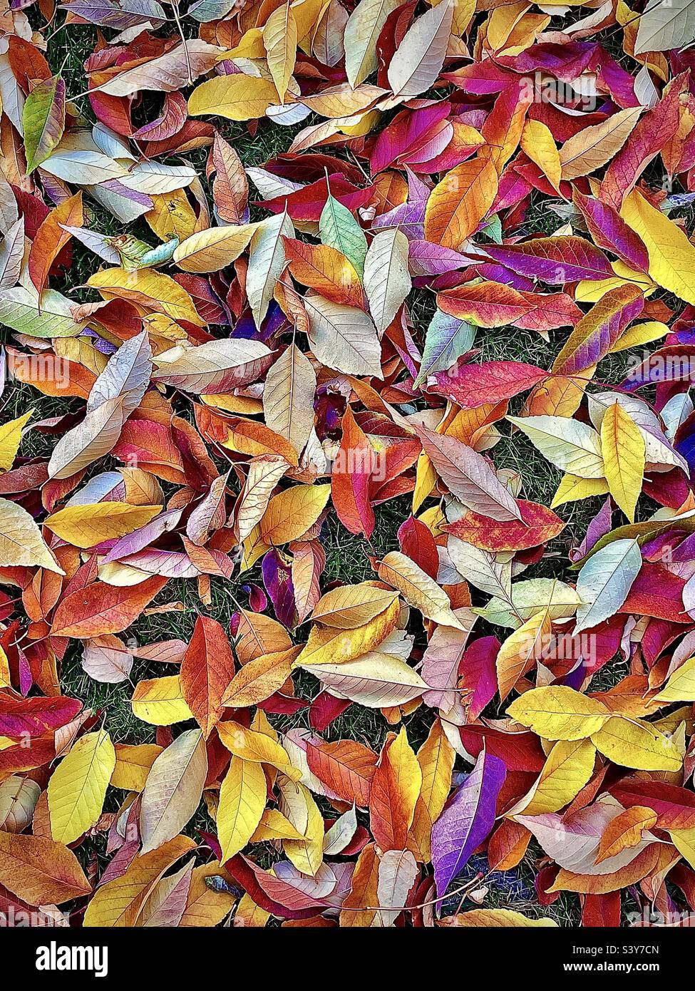 Recently fallen Autumn Ash leaves cover a backyard in Utah, USA. They make a beautiful natural abstract background with lots of colorful hues, shapes and textures. - Smartphone Captured Stock Image