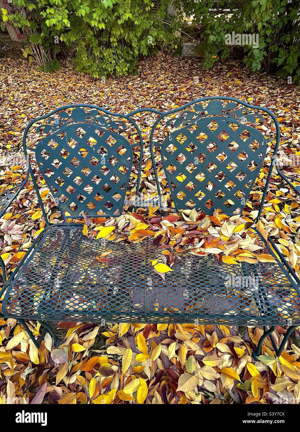 Recently fallen Autumn Ash leaves cover a backyard and patio bench in Utah, USA. They make a beautiful natural abstract background with lots of colorful hues, shapes and textures. - Smartphone Captured Stock Image