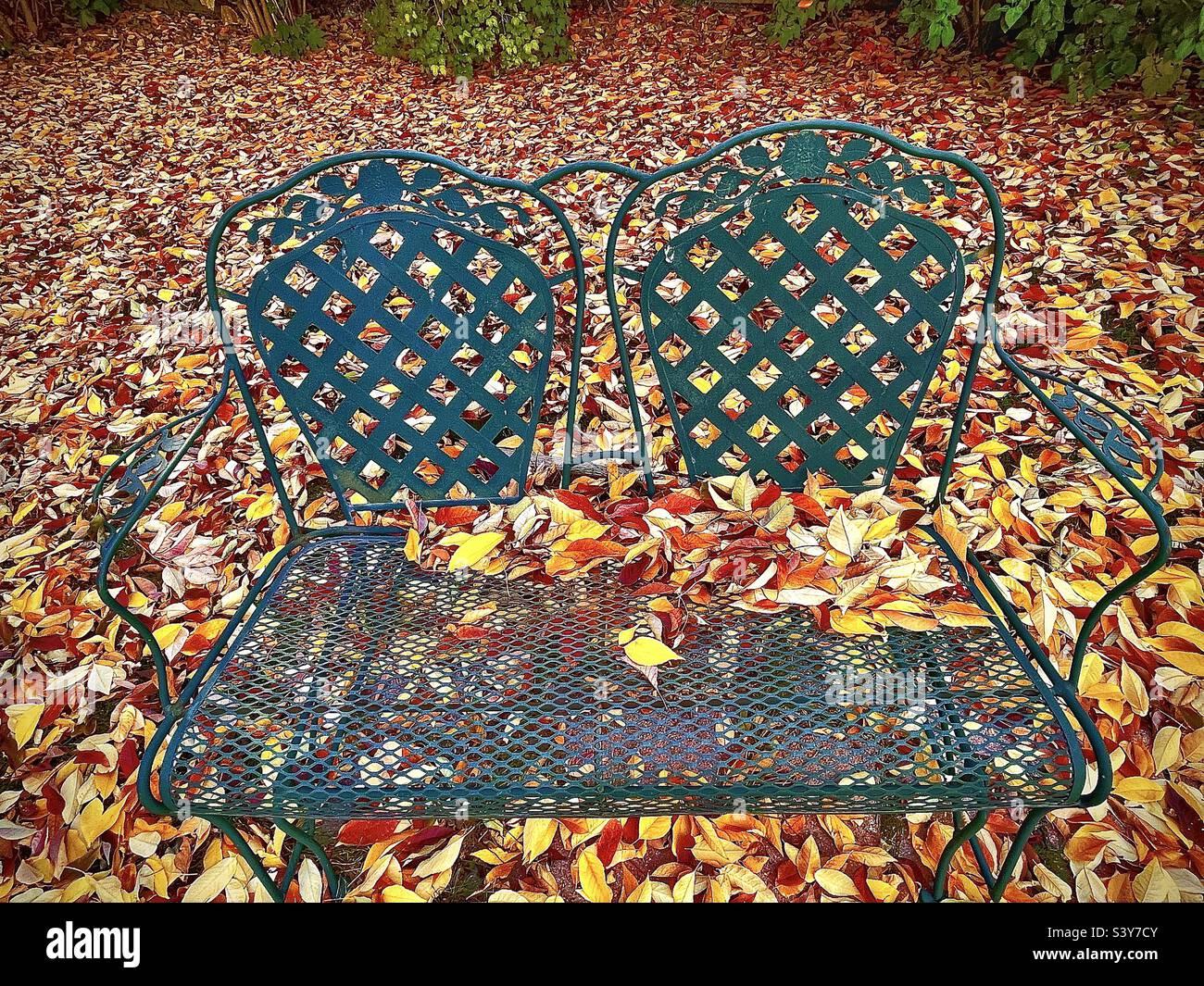 Recently fallen Autumn Ash leaves cover a backyard and patio bench in Utah, USA. They make a beautiful natural abstract background with lots of colorful hues, shapes and textures. - Smartphone Captured Stock Image