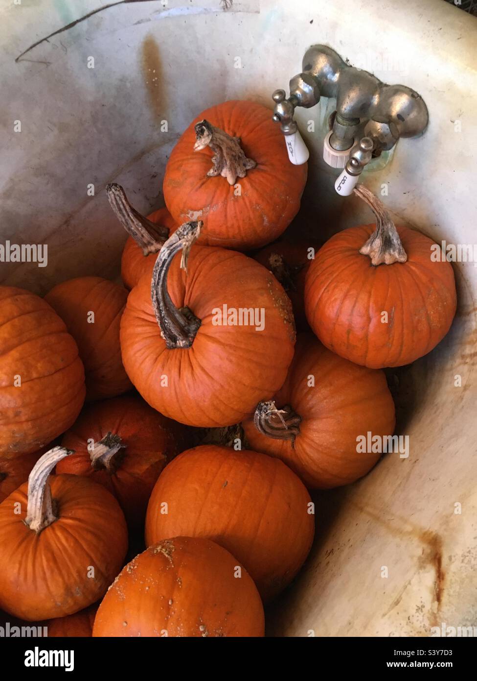 Vintage tub filled with lots of pumpkins - Smartphone Captured Stock Image