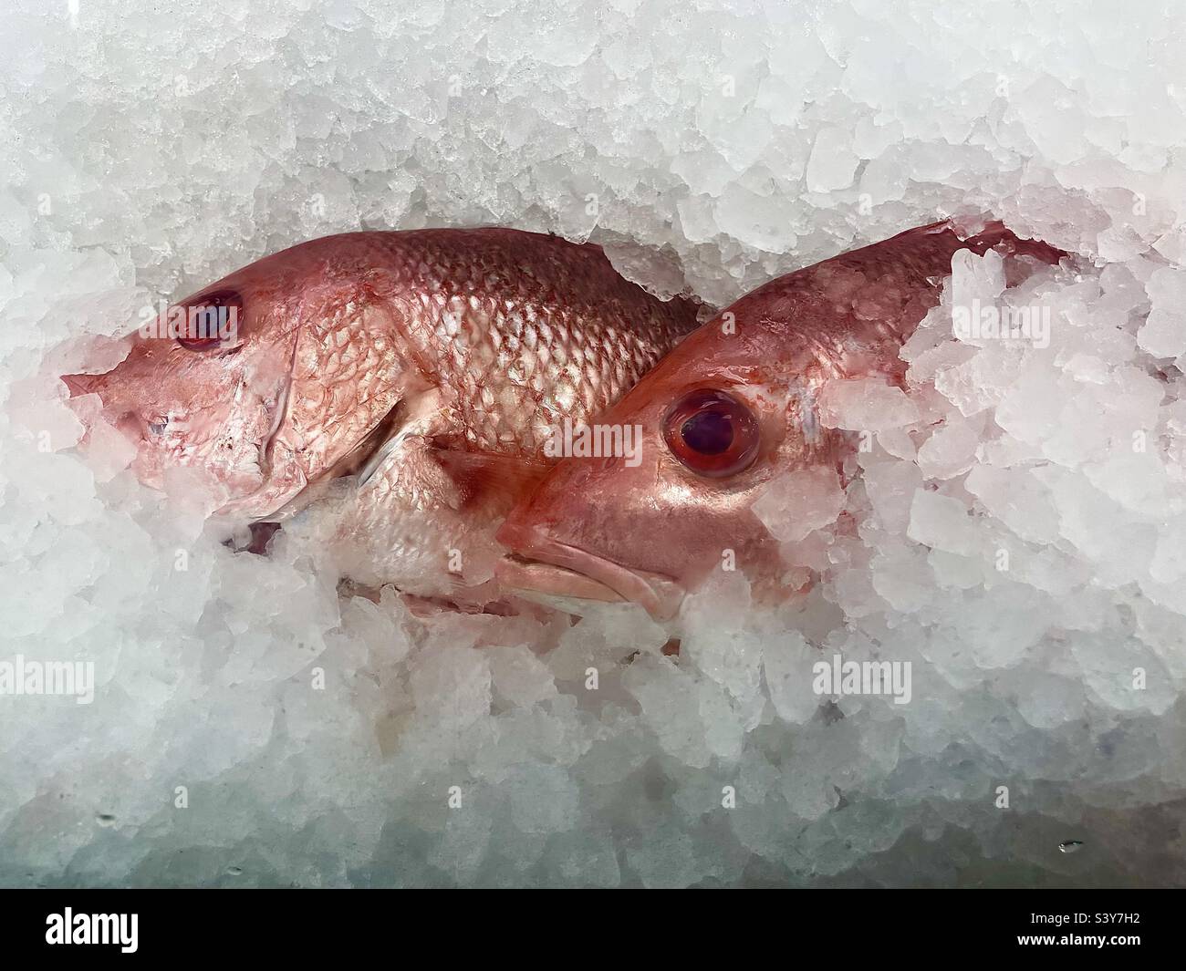 Fresh red snapper on ice - Smartphone Captured Stock Image