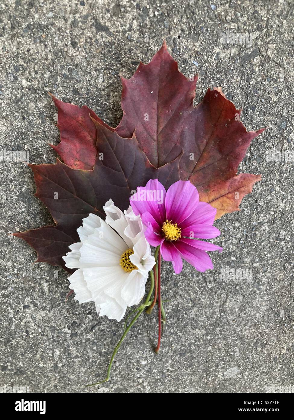 Two maple leaves and two flowers paired together as a fall foliage bouquet on the sidewalk - Smartphone Captured Stock Image