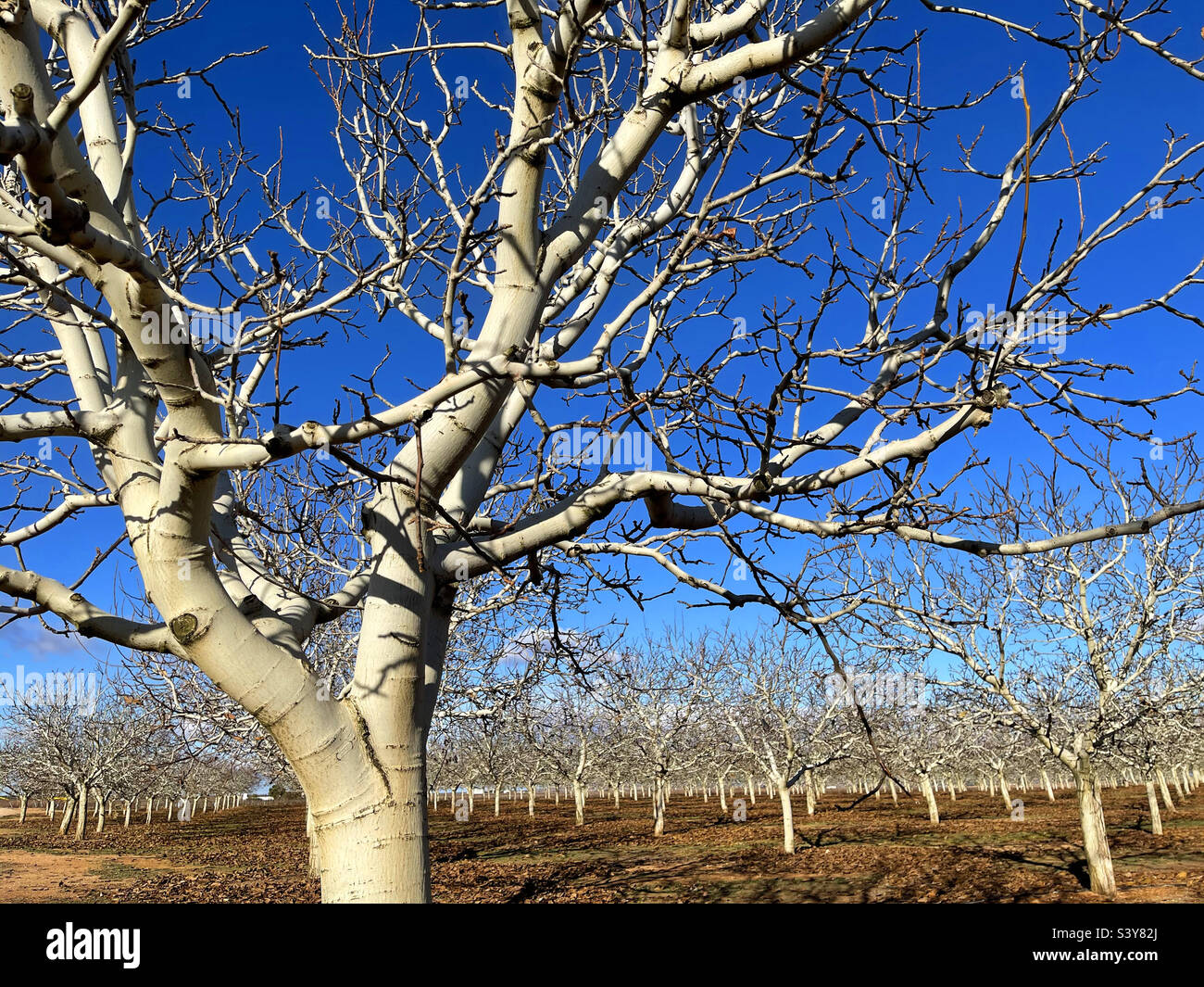 Pistachio trees. - Smartphone Captured Stock Image