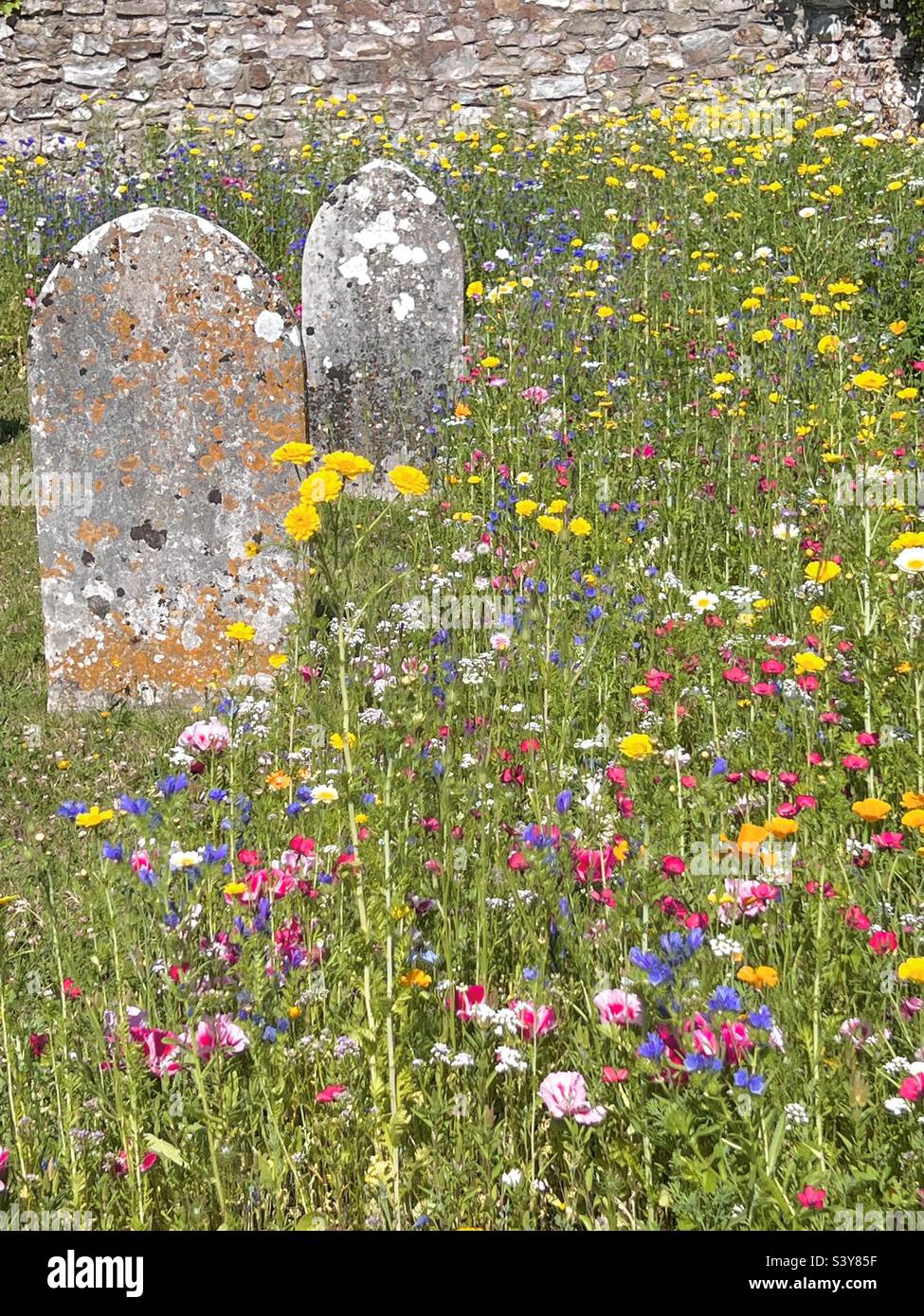 Wild flowers grow among ancient graves and headstones in English countryside Stock Photo Alamy