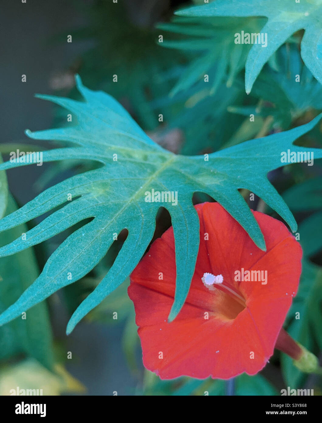 Ivy leaf morning glory Stock Photo Alamy